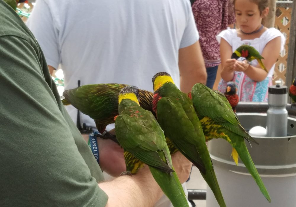 Lorikeets at Butterfly World 4-2018